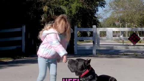 Will This Large Cane Corso Listen To a 4 Year Old !!!!