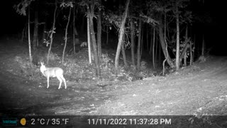 Lone Doe Out at Night