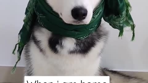 Silly and cute Husky