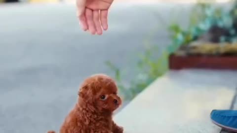 Cute little dog