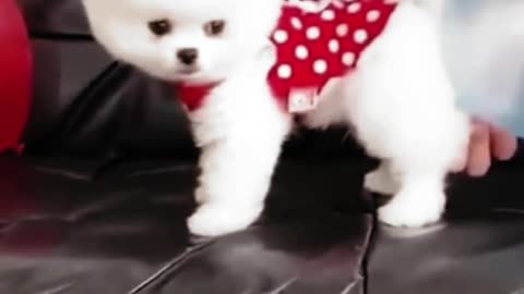 Funny animal videos|Cute animal videos |Funny dog&cat videos|😂😂| 2023 |