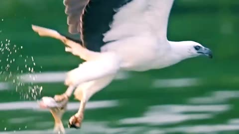 Eagle Attack on Fish