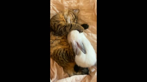 cat sleeping with his best friend the rabbit.