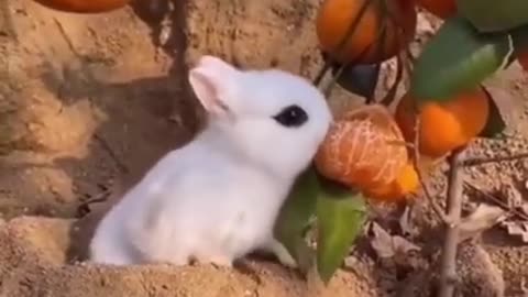 funny animal videos of the year 2023, finniest animal