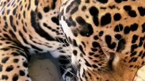 A close encounter with a leopard