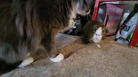 Guinea Pig faces off with Cat