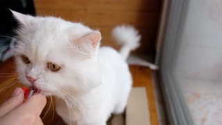 White Persian Cat Licks The Food