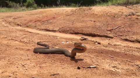 wild animal moments australia