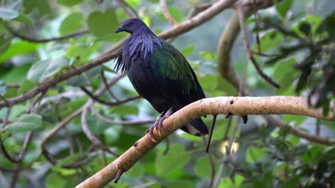 CatTV: Take your Cat to San Diego Zoo - Black Bird 3