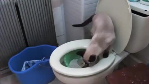 How to teach your cat to use the bathroom!