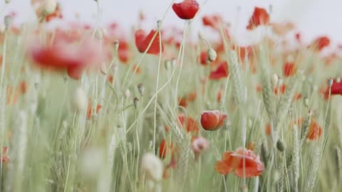 Red flowers