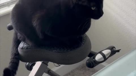 Adopting a Cat from a Shelter Vlog - Precious Piper Shows How She Uses the Exercise Bike #shorts