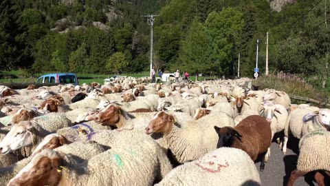 Sheepdog moving the flock through the mountain road.