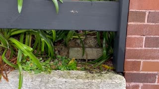 Female Plumber and Boss React to Large Sewer Blockage