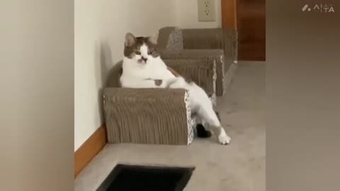 Funny cats video