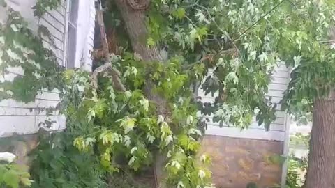 Iowa thunderstorm damage to trees