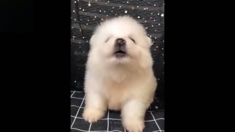 TikTok Pets😀 Funny and Cute Pets Compilation 💗