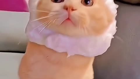 Cute and Funny Cats Compilation | The Ultimate Feline Fun | Rumble Video