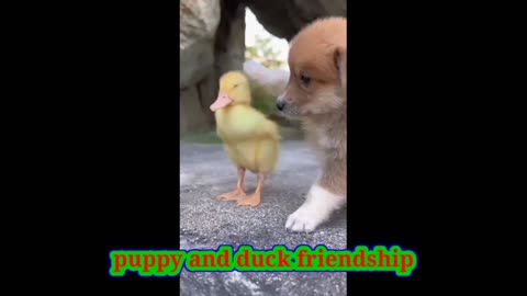 Puppy dog and duck friendship