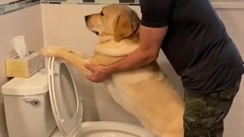 how do you potty train your dogy