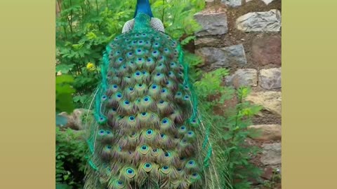 Peacock # nature of Allah