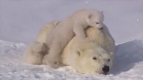 polar bear cubs lovin' up their mamma