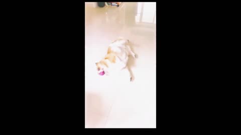 Dog's funny act