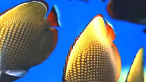 Satisfying. Beautiful Fish ASMR That Makes You Calm Original Satisfying Videos PART - 50