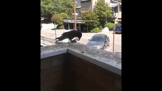 Crow saying hello