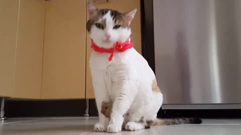 Cat cute funny video। animal