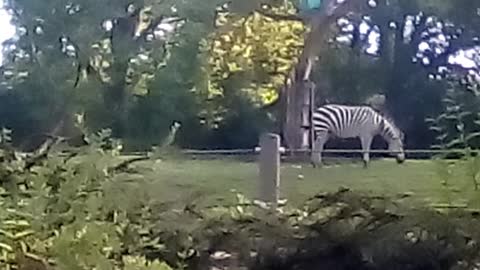 Zebra eating grass.