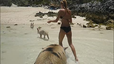 Greedy Pig Steals Bread At The Beach