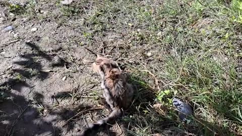 Cute, playful kitten playing in the yard.