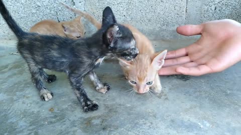 Rescue 3 kitten in an abandoned house when their mother is no more