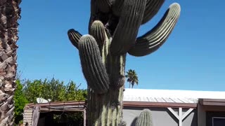 The "General Sherman" of Saguaro Cactuses. 32 arms and over 60 feet