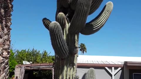 The "General Sherman" of Saguaro Cactuses. 32 arms and over 60 feet