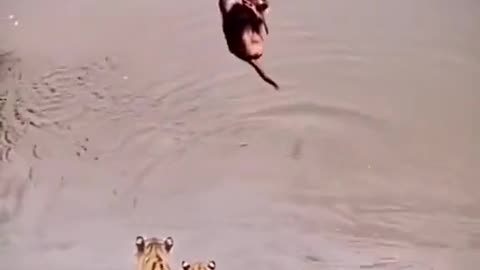 Monkey teases lions