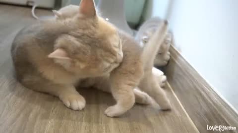 The way the mother cat loves her kitten is very strongly