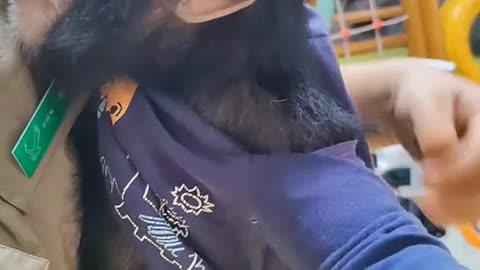 The way the baby gorilla gets dressed