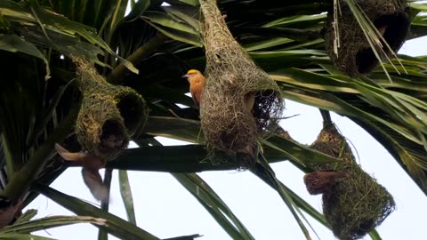 These male baya weaver birds are building nests ahead of breeding season,