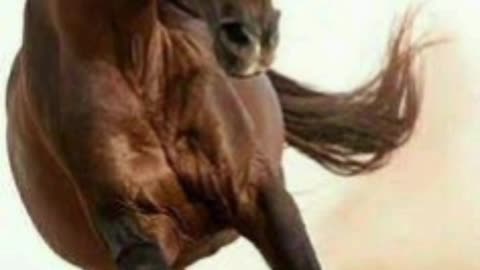 Brown Arabian horse 🐎 #horse #hit #viral #shorts