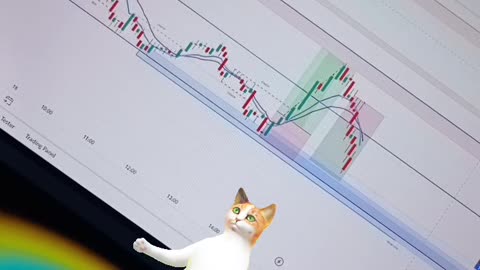 Trading cat...cat dancing funny clips