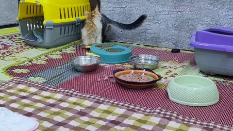 My cute little catPlaying together with her brothers