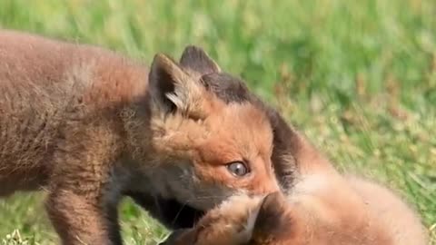 Mischief Baby foxes being clumsy playing