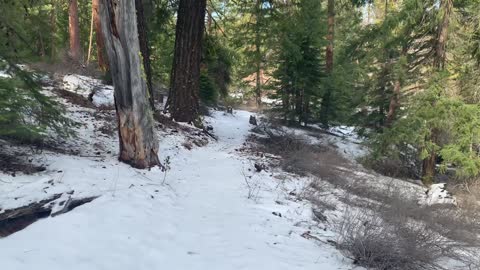 Wilderness Exploring the Beautiful Snowy Forest – Whychus Creek – Central Oregon