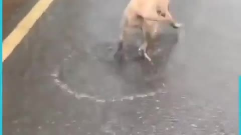 dog having fun in the rain