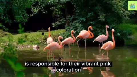 Flamingo kingdom ; unveiling the wonders of flamingo colonies and Ecosystem ) .