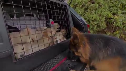 German Shepherd Meets Puppies for The First Time