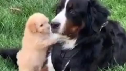 A Cute Little Horny Dog Gets Rejected