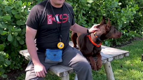 Meet Athena the Reactive Dobermann